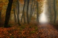 mysterious dark path in a misty autumn foggy forest Royalty Free Stock Photo