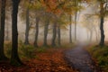 mysterious dark path in a misty autumn foggy forest Royalty Free Stock Photo