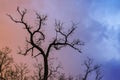 Mysterious dramatic landscape in cold tones - silhouettes of the bare tree branches against color toned cloudy sky Royalty Free Stock Photo