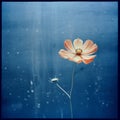 Mysterious And Dreamlike: Single Orange Flower Against Blue Wall Royalty Free Stock Photo