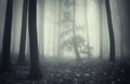 Mysterious enchanted dark forest with fog and tree Royalty Free Stock Photo