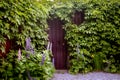 Mysterious entrance  in a brick wall covered with green vines, Royalty Free Stock Photo