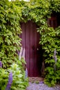 Mysterious entrance in a brick wall covered with green vines, New life or beginning