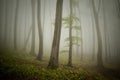 Mysterious ethereal forest with fog trough trees Royalty Free Stock Photo