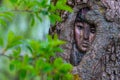 Mysterious face carved in tree trunk Royalty Free Stock Photo