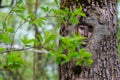 Mysterious face carved in tree trunk Royalty Free Stock Photo
