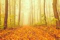 Mysterious fairytale foggy forest during autumn. Colorful foliage on the road.