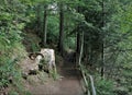 Mysterious fairytale forest road, path, beautiful stump