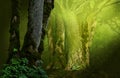 Mysterious fantasy forest. Old massive mossy oak trees and sunshine Royalty Free Stock Photo