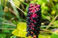 Mysterious flower with black fruits