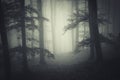 Mysterious fog trough trees in dark scary forest Royalty Free Stock Photo