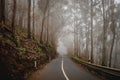 Mysterious foggy asphalt road through the forest.