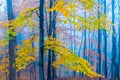 Mysterious foggy autumn forest with yellow leaves and dark atmosfere