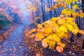 Mysterious foggy autumn forest with yellow leaves and dark atmosfere