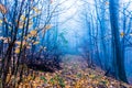 Mysterious foggy autumn forest with yellow leaves and dark atmosfere