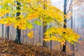 Mysterious foggy autumn forest with yellow leaves and dark atmosfere