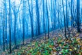 Mysterious foggy autumn forest with yellow leaves and dark atmosfere