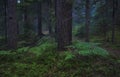 A mysterious foggy coniferous forest with ferns. Moody landscape