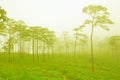 Mysterious foggy forest Royalty Free Stock Photo