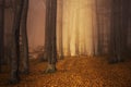 Mysterious foggy forest autumn color Royalty Free Stock Photo