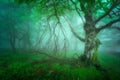 Mysterious foggy forest Royalty Free Stock Photo