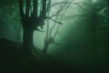 Mysterious foggy forest with beautiful shunshine Royalty Free Stock Photo