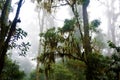 Mysterious foggy forest in Los Quetzales National Park