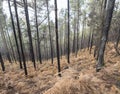 Mysterious foggy forest at Nature park Tamadaba year after wildfire, partially burnt Canary pine tree with dry orange Royalty Free Stock Photo