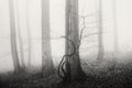 Mysterious foggy forest with old trees Royalty Free Stock Photo