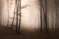 Calm foggy forest with side mysterious light Royalty Free Stock Photo