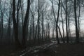 Dark trees in creepy forest Royalty Free Stock Photo