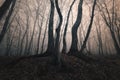 Strange trees in foggy forest Royalty Free Stock Photo