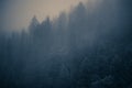 Mysterious Foggy Forest Royalty Free Stock Photo