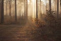 Mysterious foggy morning in leafy forest in Latvija