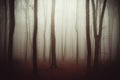 Mysterious forest background with fog Royalty Free Stock Photo