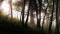 A mysterious forest. backlighted with the trees silhouetted by the sun. On a foggy summer evening