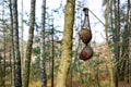 Mysterious forest with bra on tree. Discarded women`s underwear hanging on branch in the forest. Concept of the social issues,