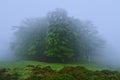 Mysterious forest entrance Royalty Free Stock Photo