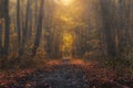 Mysterious forest at the evening after rain. Picturesque autumn landscape. Royalty Free Stock Photo