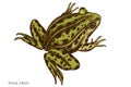 Mysterious forest hand drawn vector illustrations collection. Colored pool frog.