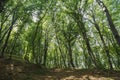 mysterious forest, Hoia-Baciu, Romania Royalty Free Stock Photo