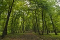 Mysterious forest, Hoia-Baciu, Romania Royalty Free Stock Photo