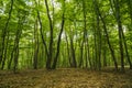 Mysterious forest, Hoia-Baciu, Romania Royalty Free Stock Photo