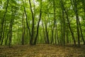 Mysterious forest, Hoia-Baciu, Romania