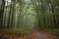 Mysterious forest road on a misty autumn morning, typical foggy October weather, yellow wet fallen leaves on the ground Royalty Free Stock Photo