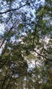 Mysterious Forest - sky among the tree Royalty Free Stock Photo