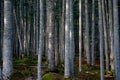 Mysterious forest in the taiga of Sakhalin Island Royalty Free Stock Photo