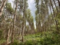 mysterious forest trunks and lost