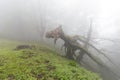 Mysterious forest in a very misty morning.