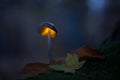 Mysterious fungus like a lamp